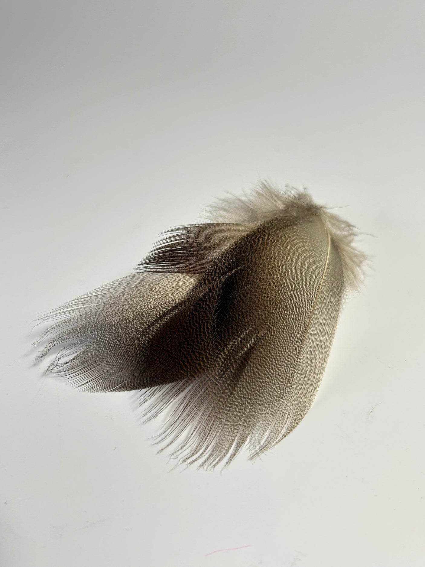 SFF Select Bronze Mallard