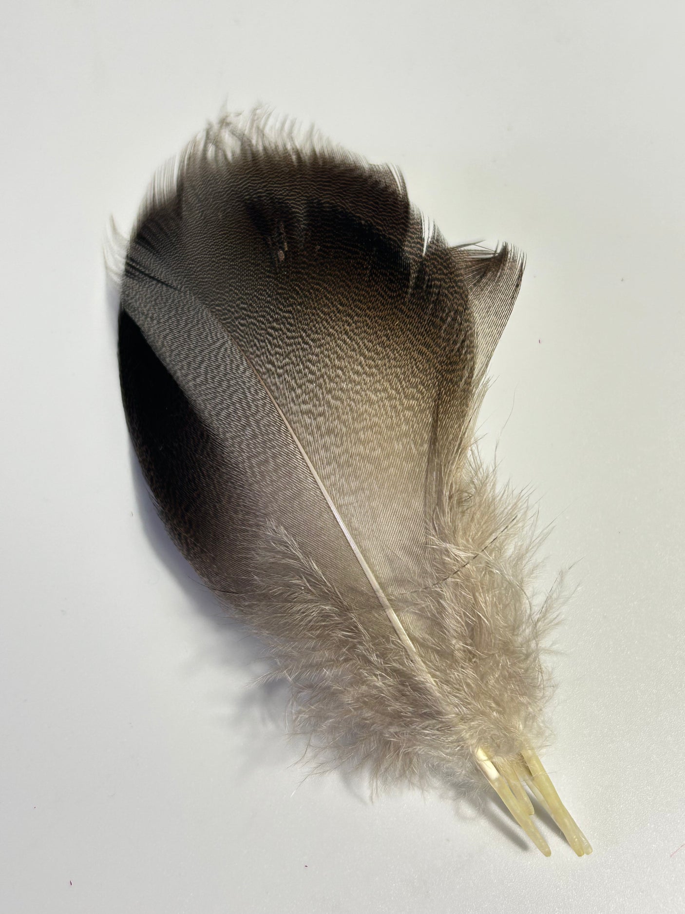 SFF Select Bronze Mallard