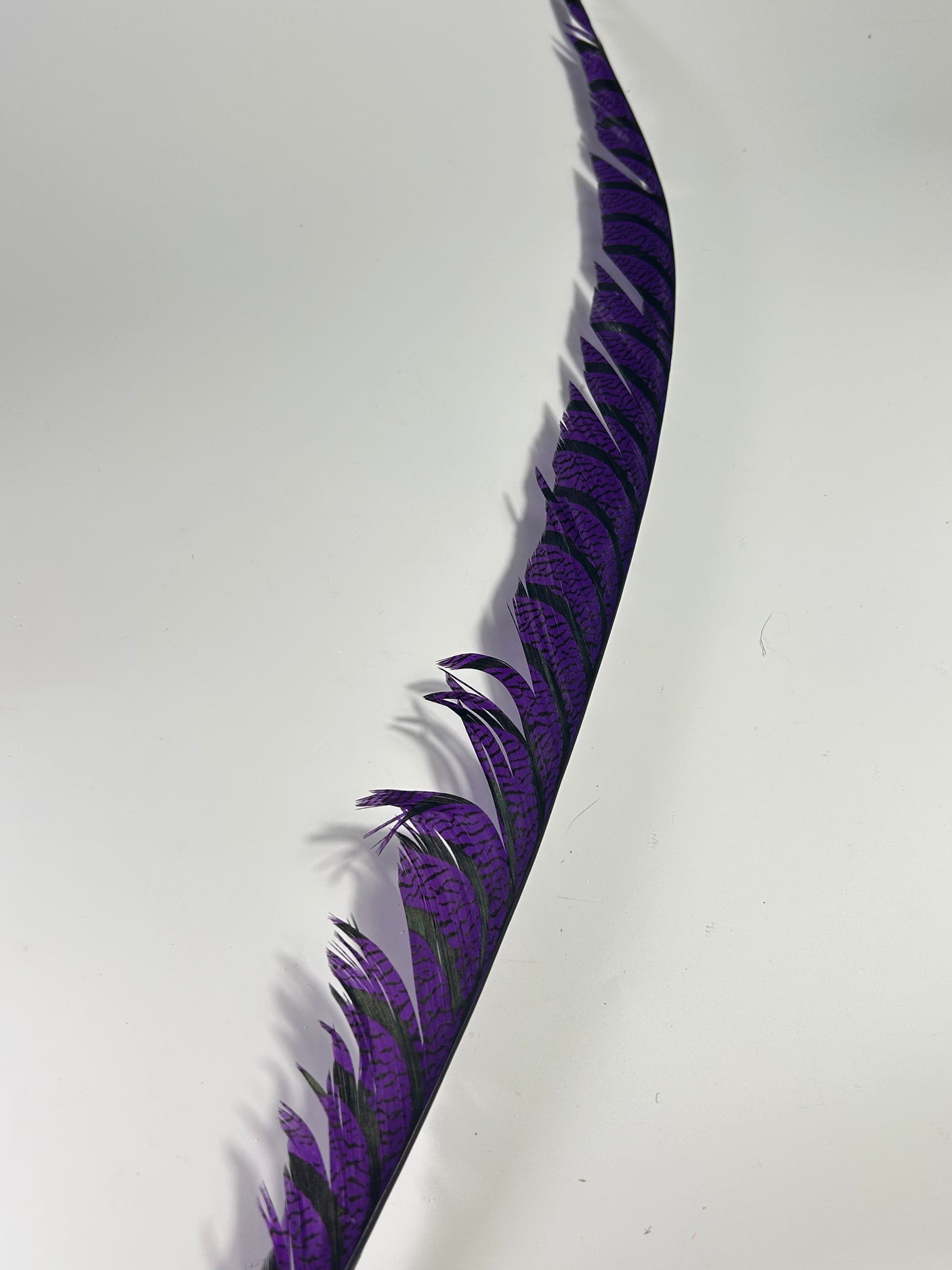 SFF Lady Amherst Tail Feather