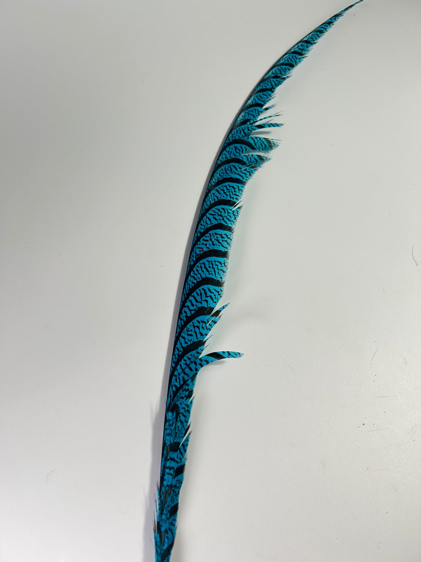 SFF Lady Amherst Tail Feather