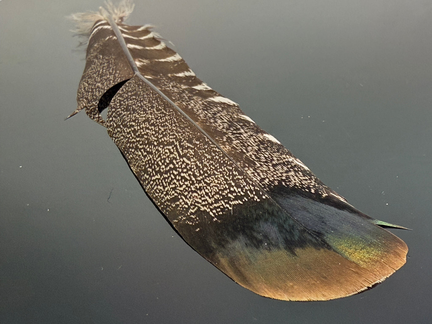 Ocellated Turkey