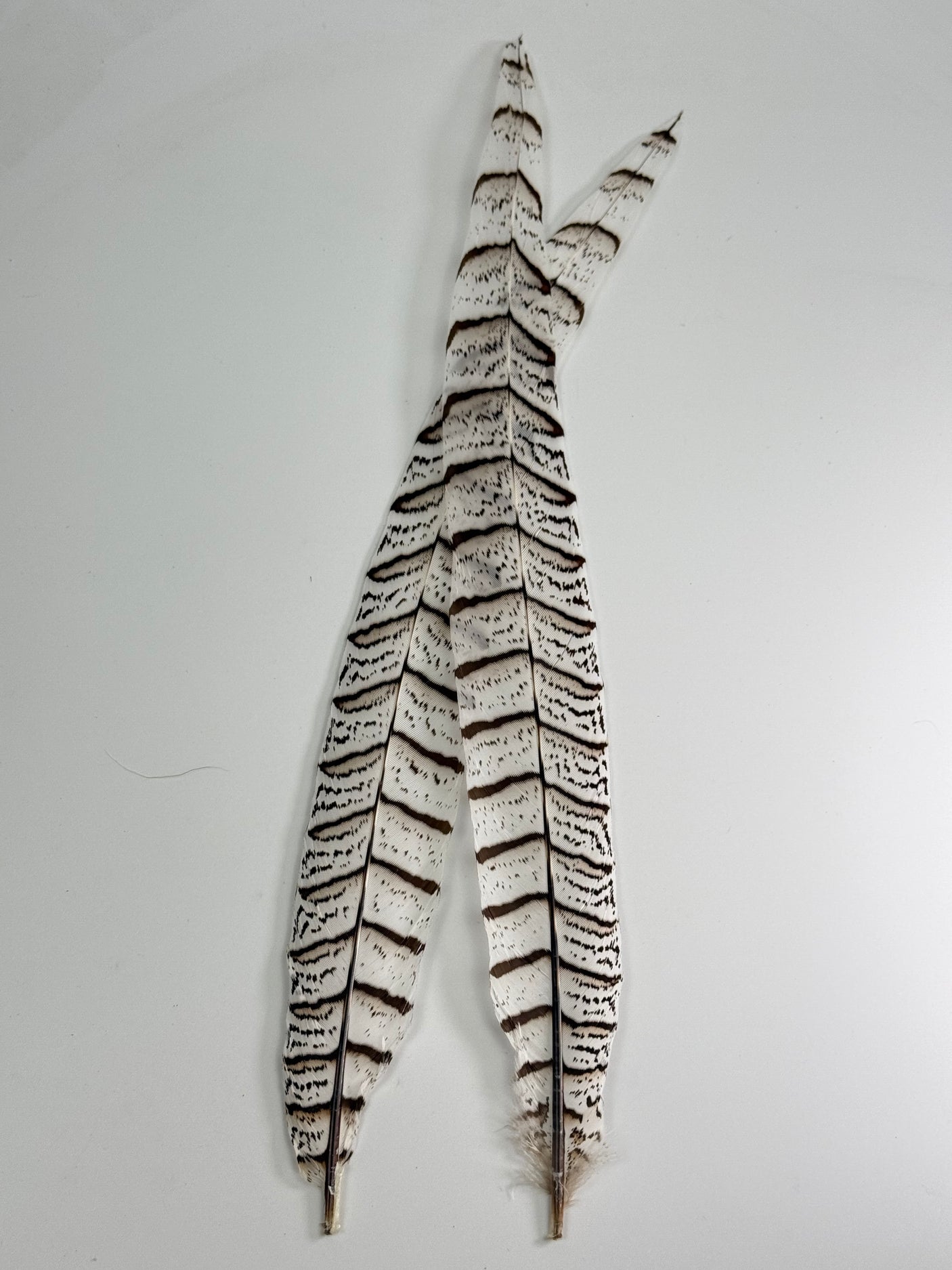 Silver Reeve’s Pheasant Tail Feather Pair