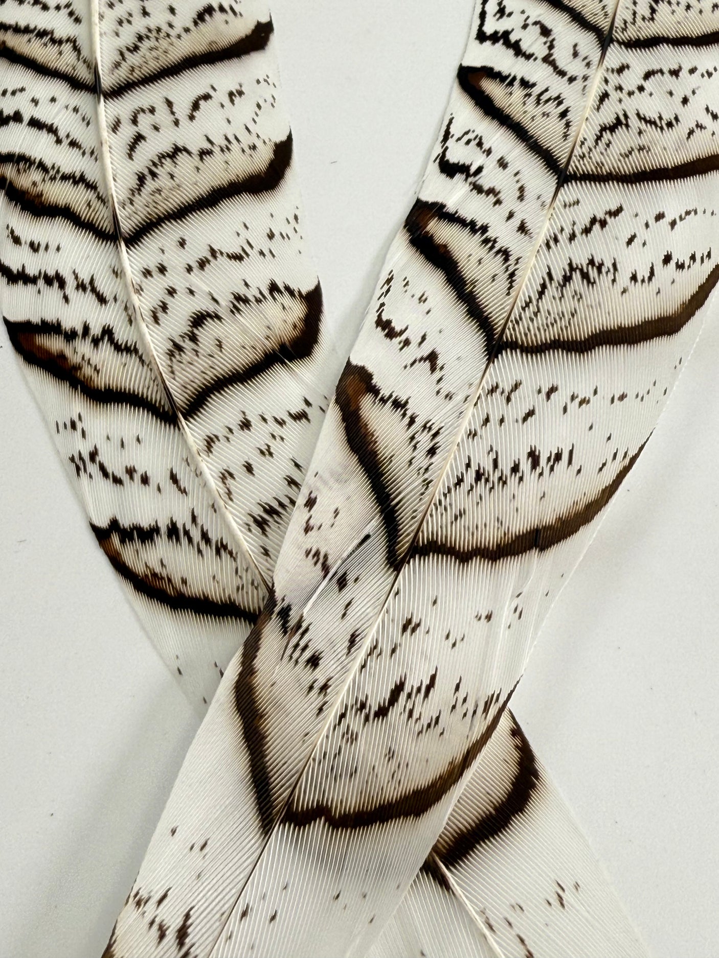 Silver Reeve’s Pheasant Tail Feather Pair
