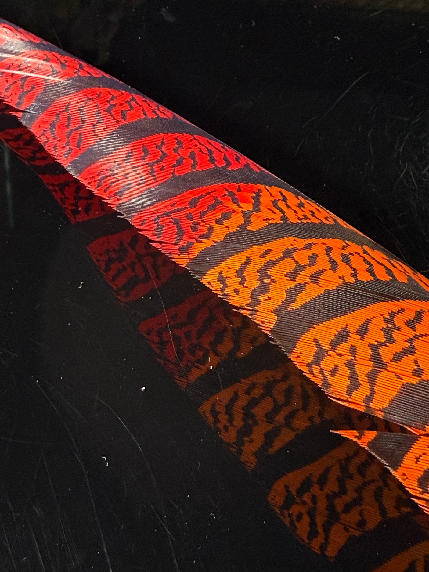 Lady Amherst Pheasant Center Tails