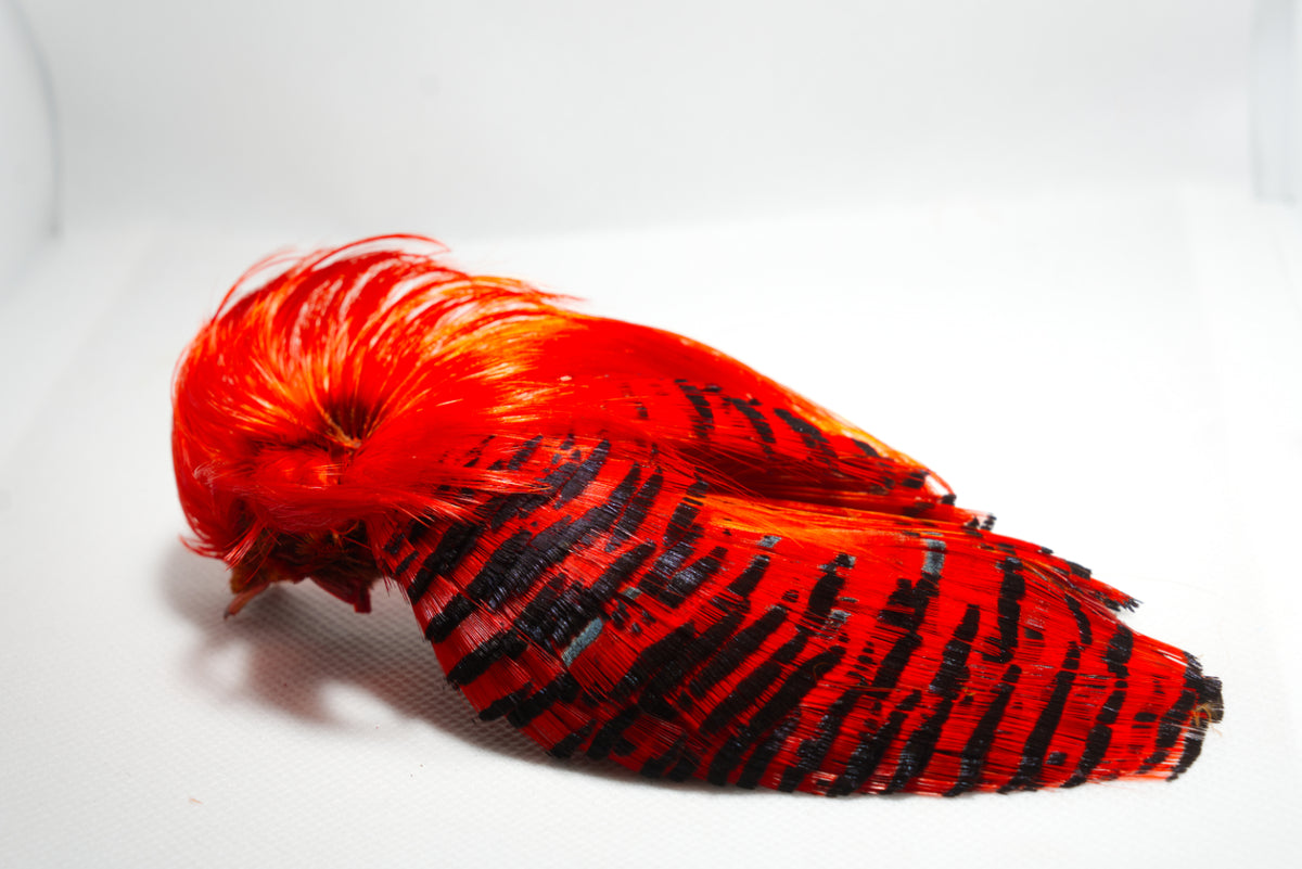 Golden Pheasant Complete Head