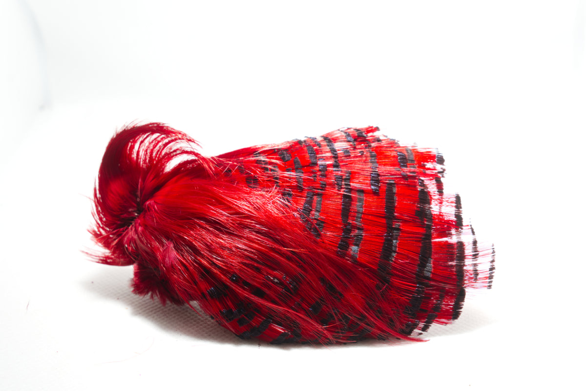Golden Pheasant Complete Head