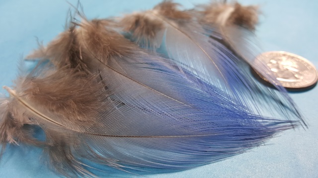 Vulturine Guinea Breast Feather - Click Image to Close
