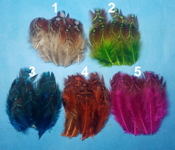 Temminck's Tragopan Neck/Back Feathers - Click Image to Close