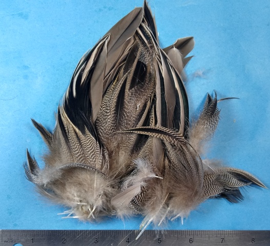 Pintail Shoulder Feathers - Click Image to Close