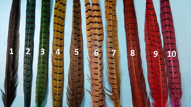 Ringneck Pheasant Center Tails - Click Image to Close