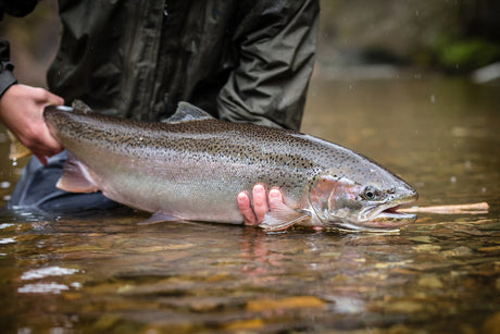 The Wetfly Swing Podcast: 682 | Steelhead Fishing in Southeast Alaska with Rick Matney