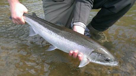 Summer Steelhead Flies