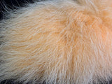 Arctic Fox Tails