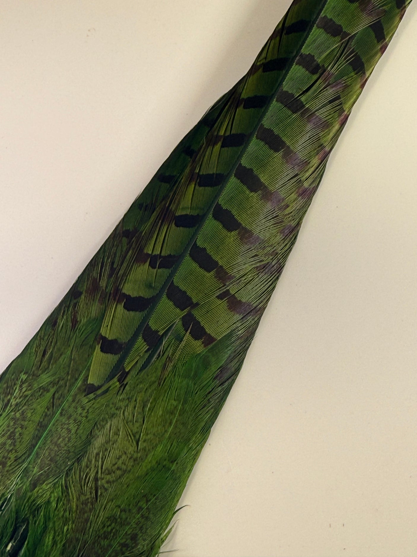 Ringneck Pheasant Tail Clump