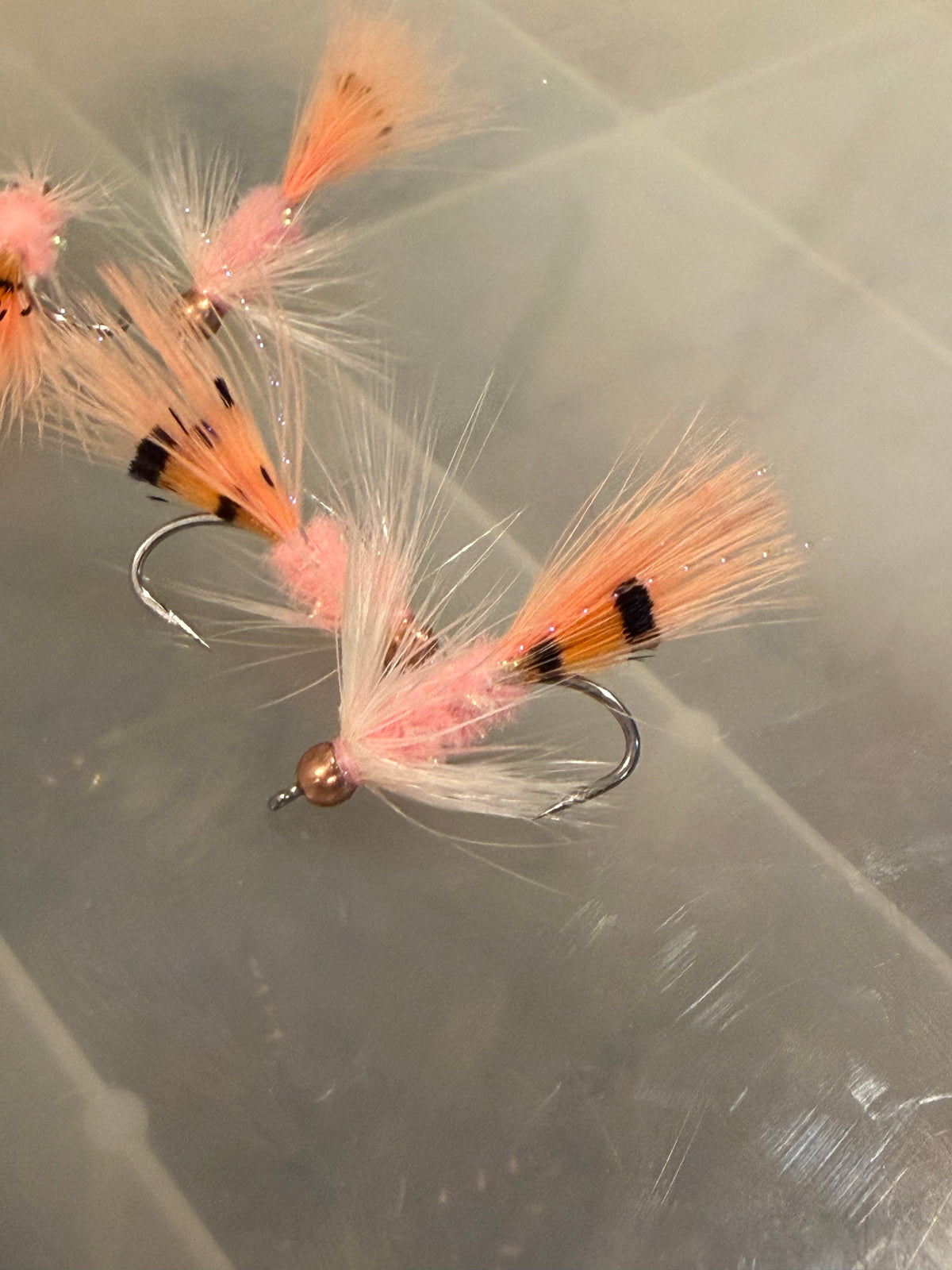 Puget Sound Squimp