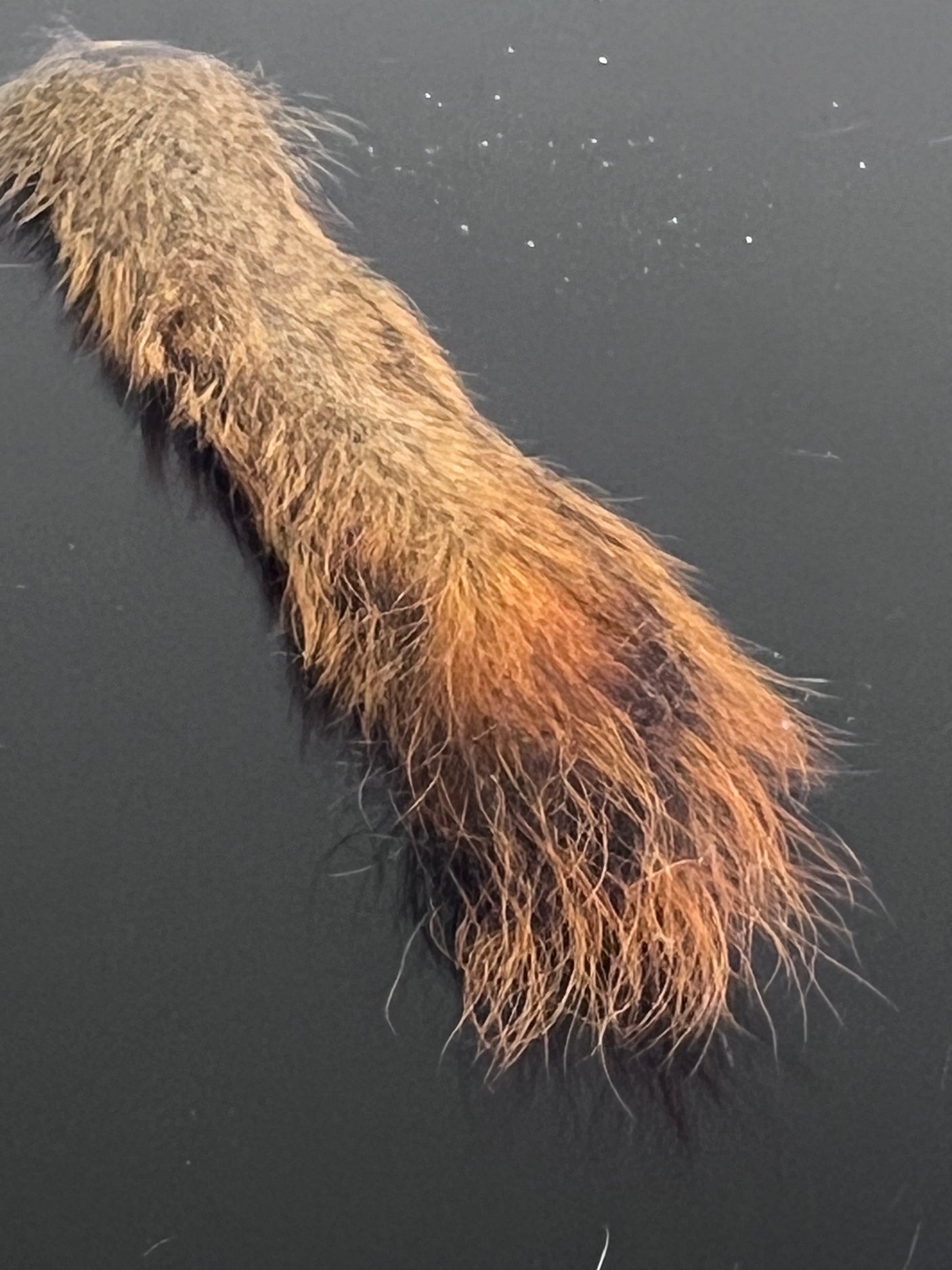 Squirrel Tail