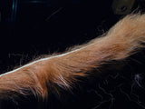 Micro Rabbit Strips