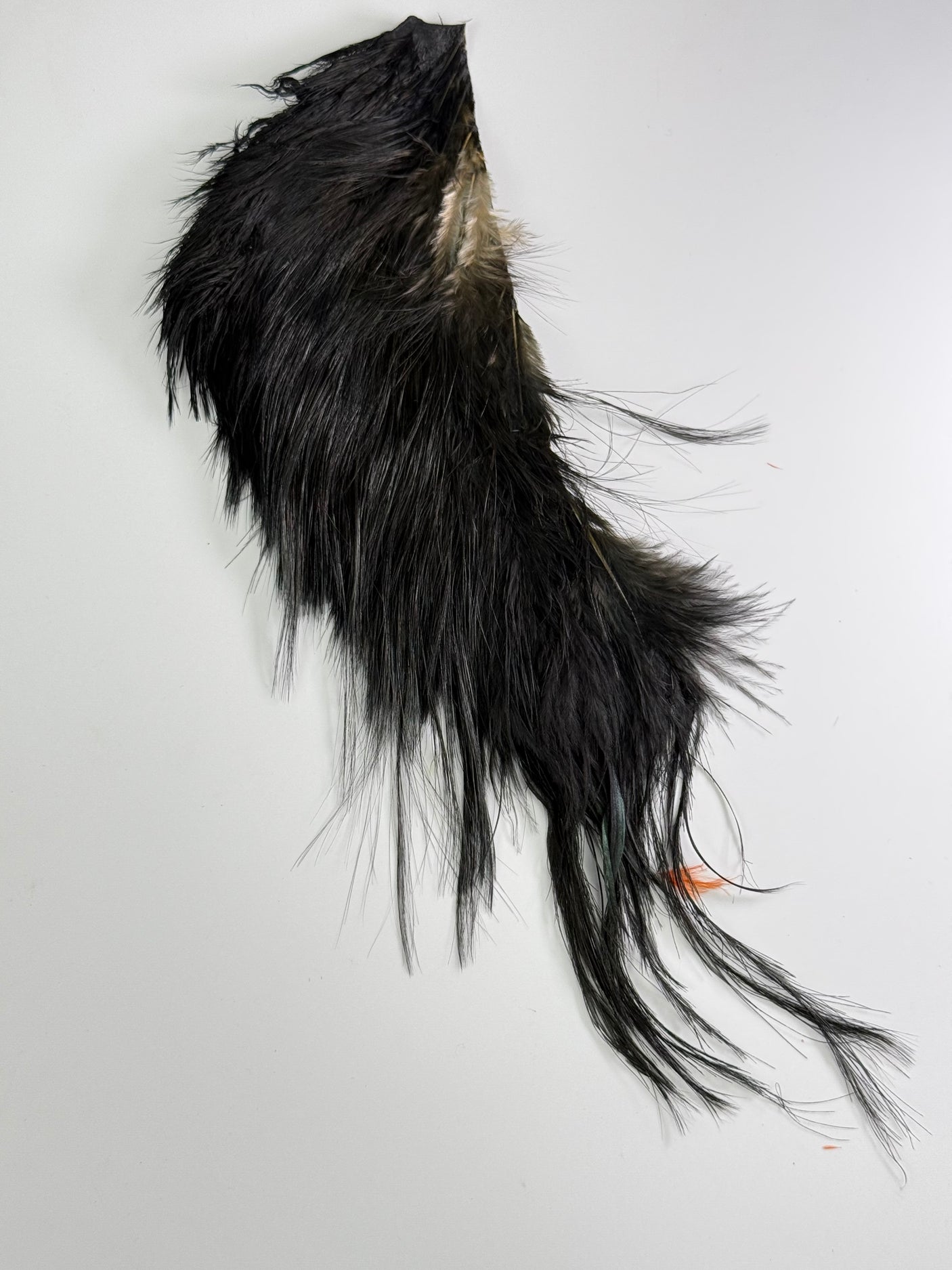 Whiting Bird Fur