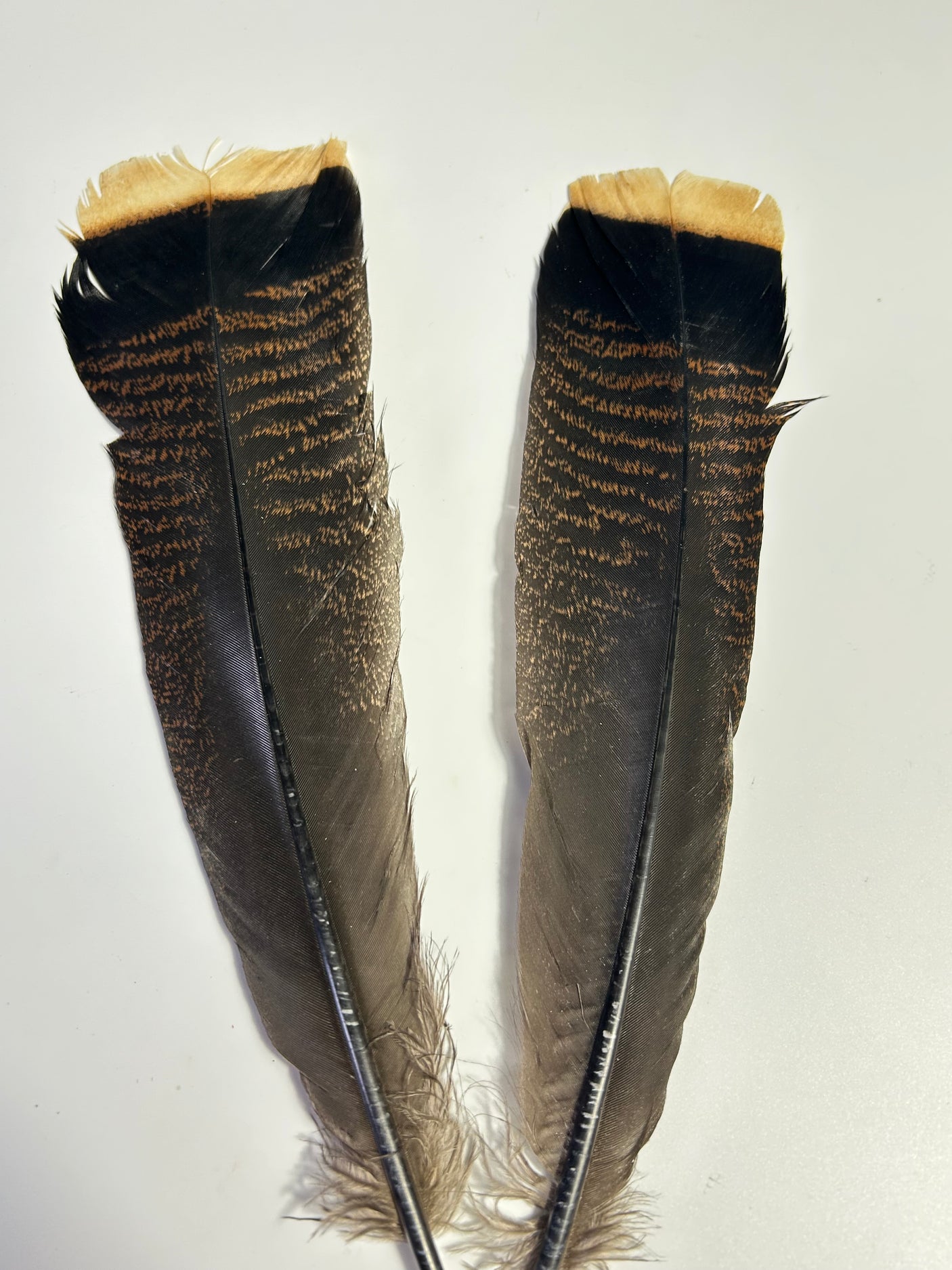 SFF Turkey Tail - Pair