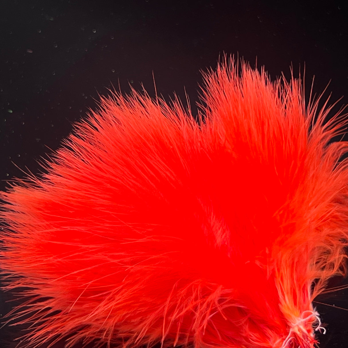 Strung Blood Quill Marabou