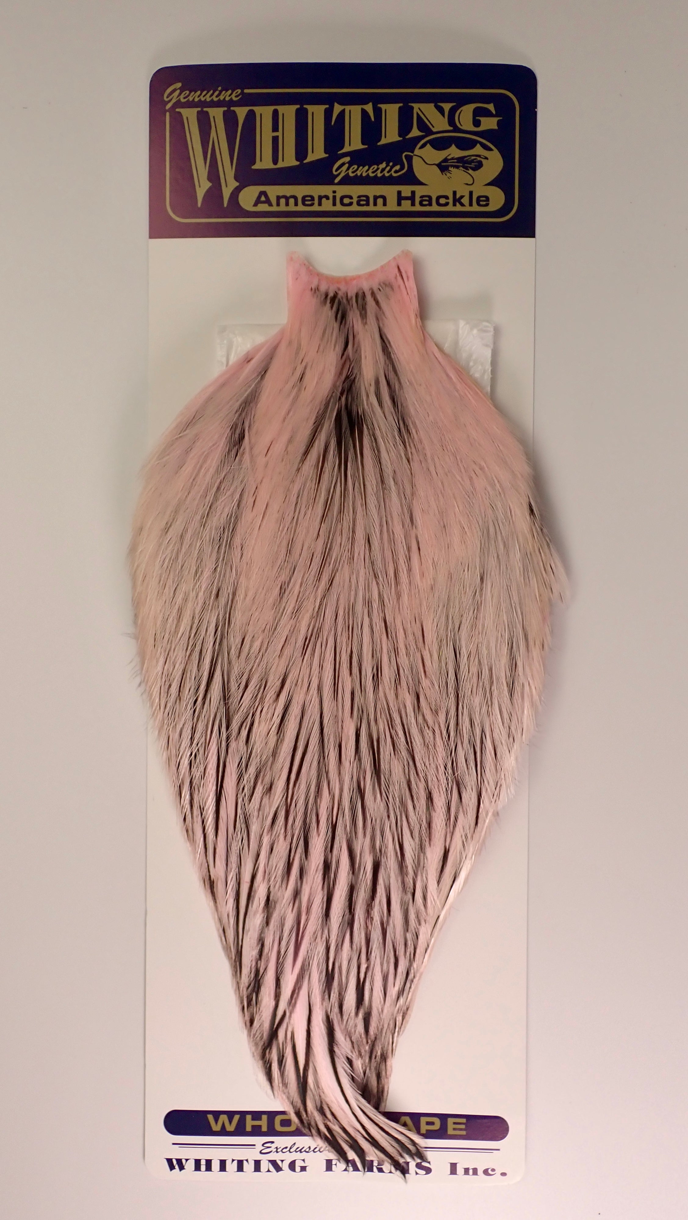 Whiting American Rooster Cape - Black Laced White at Waters West