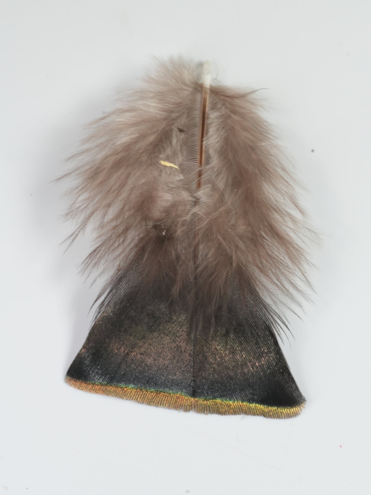 Ocellated Turkey Body Feathers