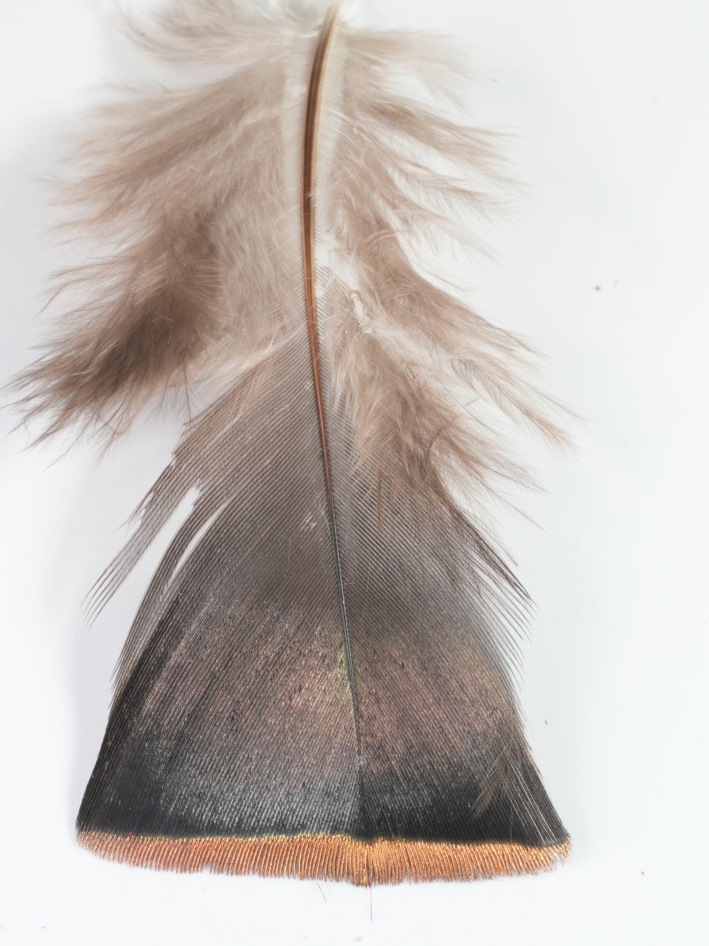 Ocellated Turkey Body Feathers