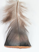 Ocellated Turkey Body Feathers