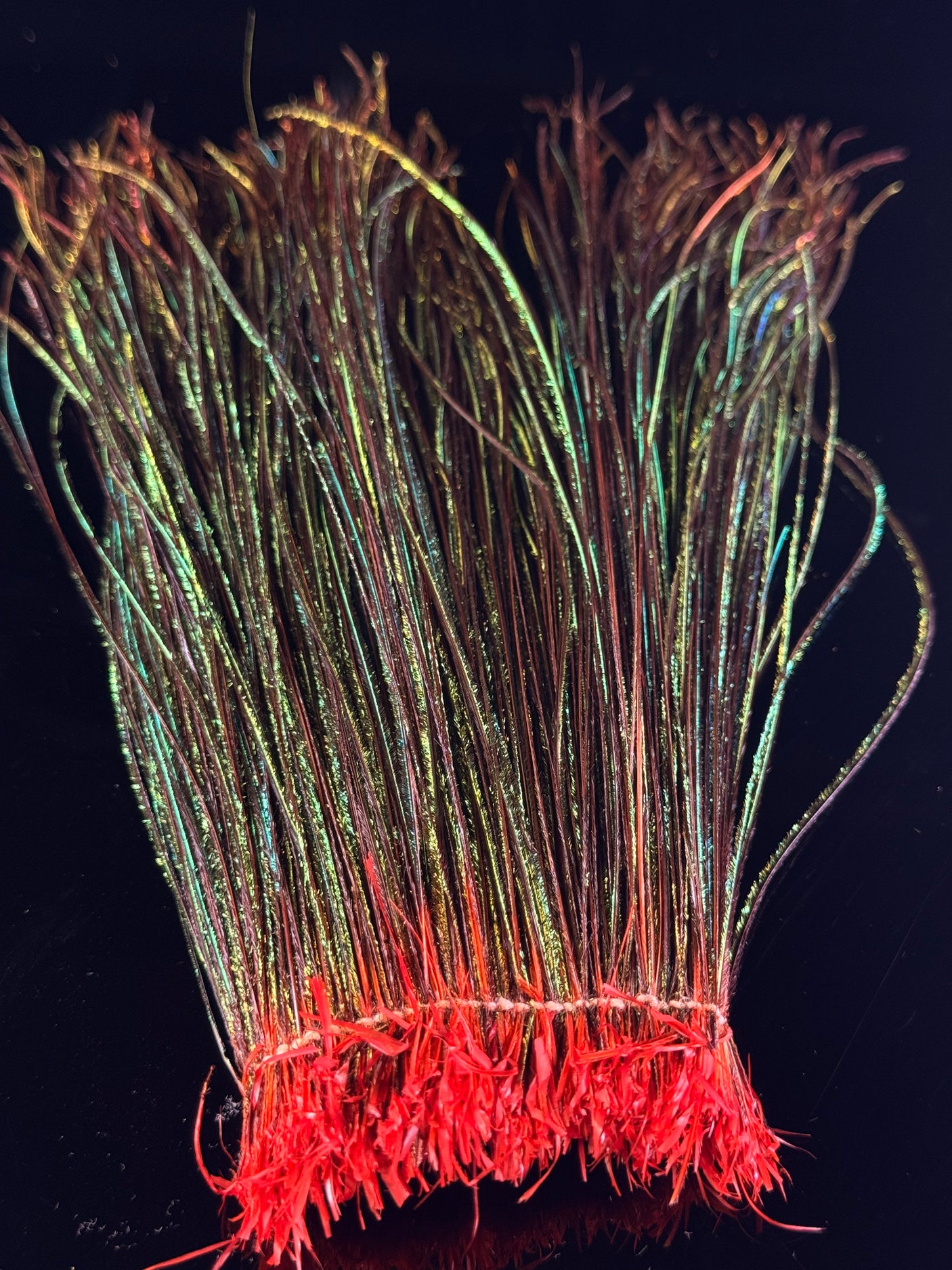Peacock Strung Herl
