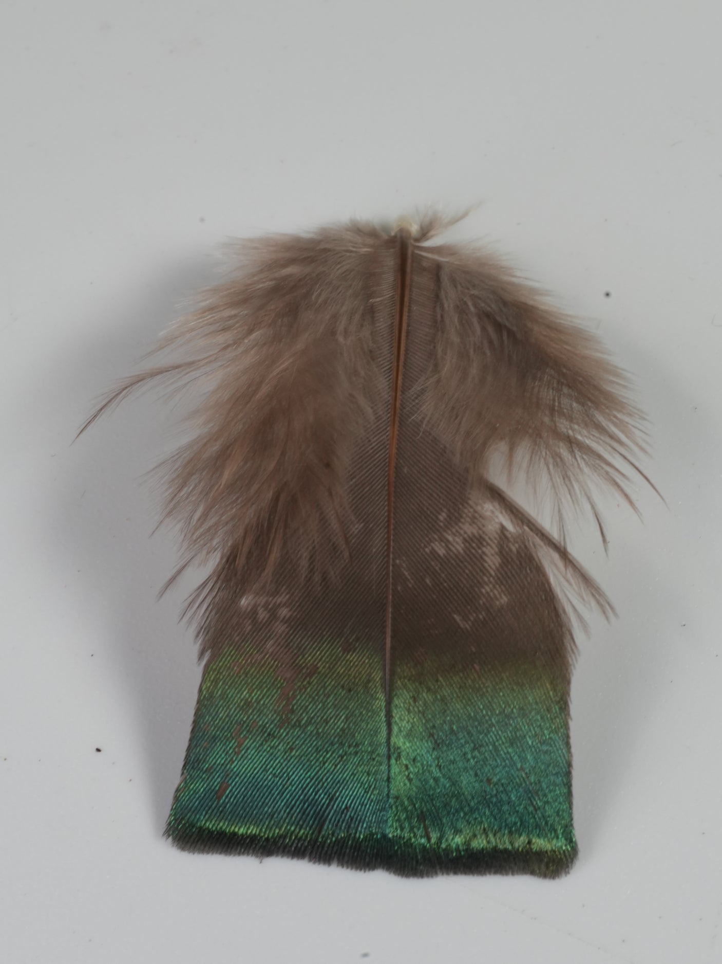 Ocellated Turkey Body Feathers