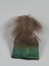 Ocellated Turkey Body Feathers