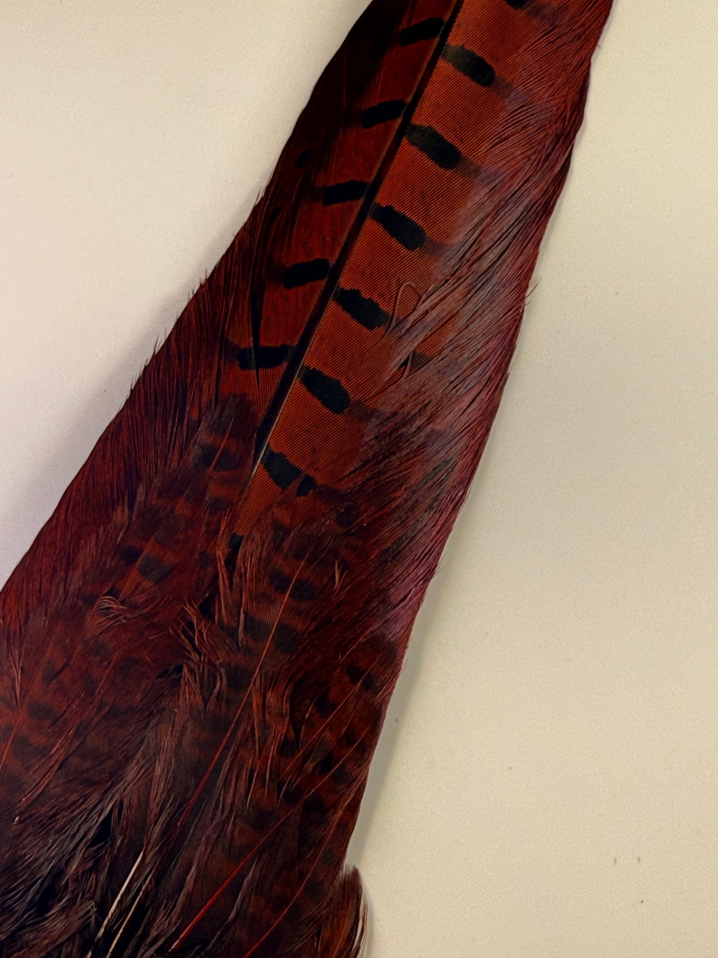 Ringneck Pheasant Tail Clump