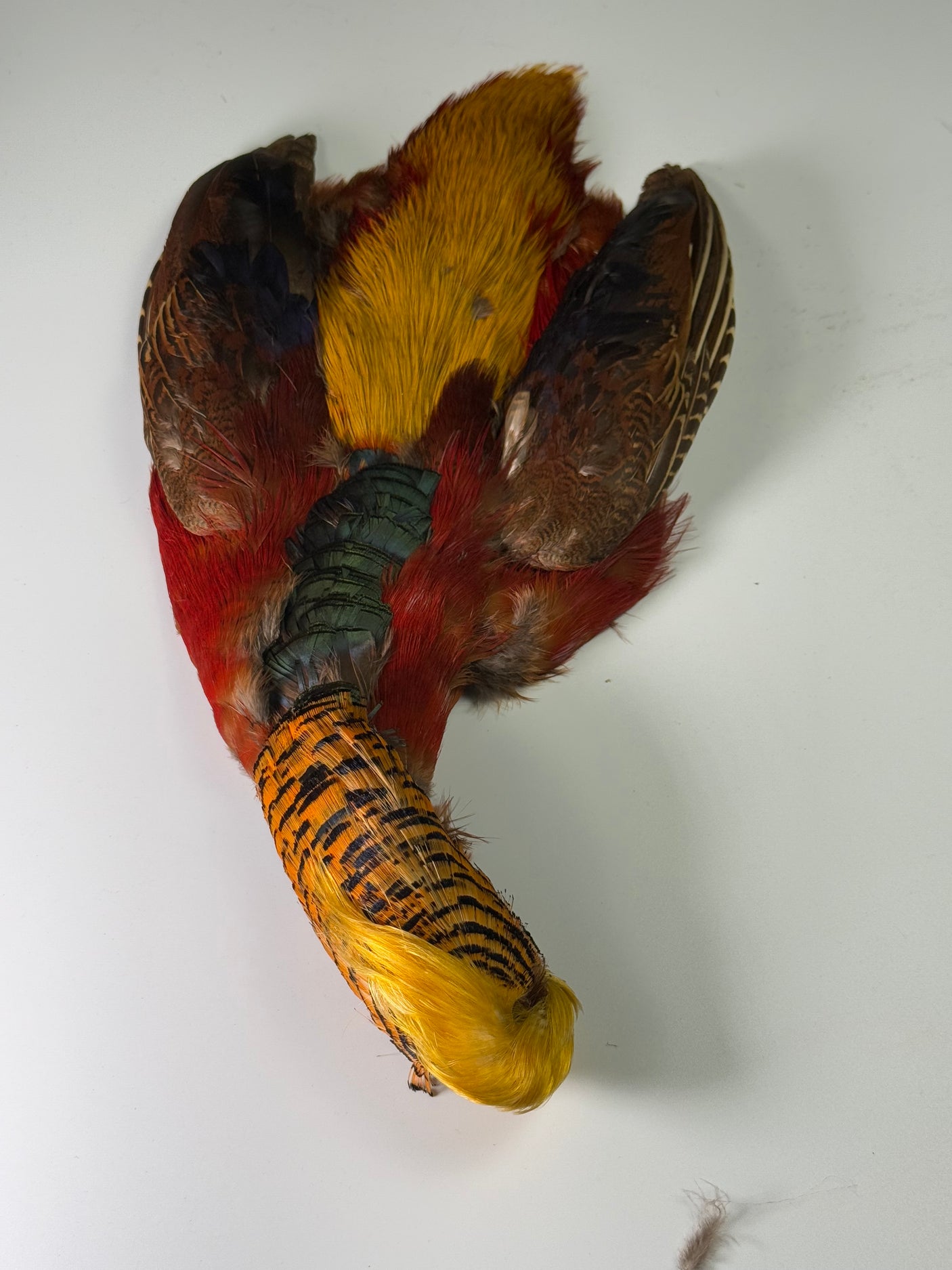 Golden Pheasant Skin with Head