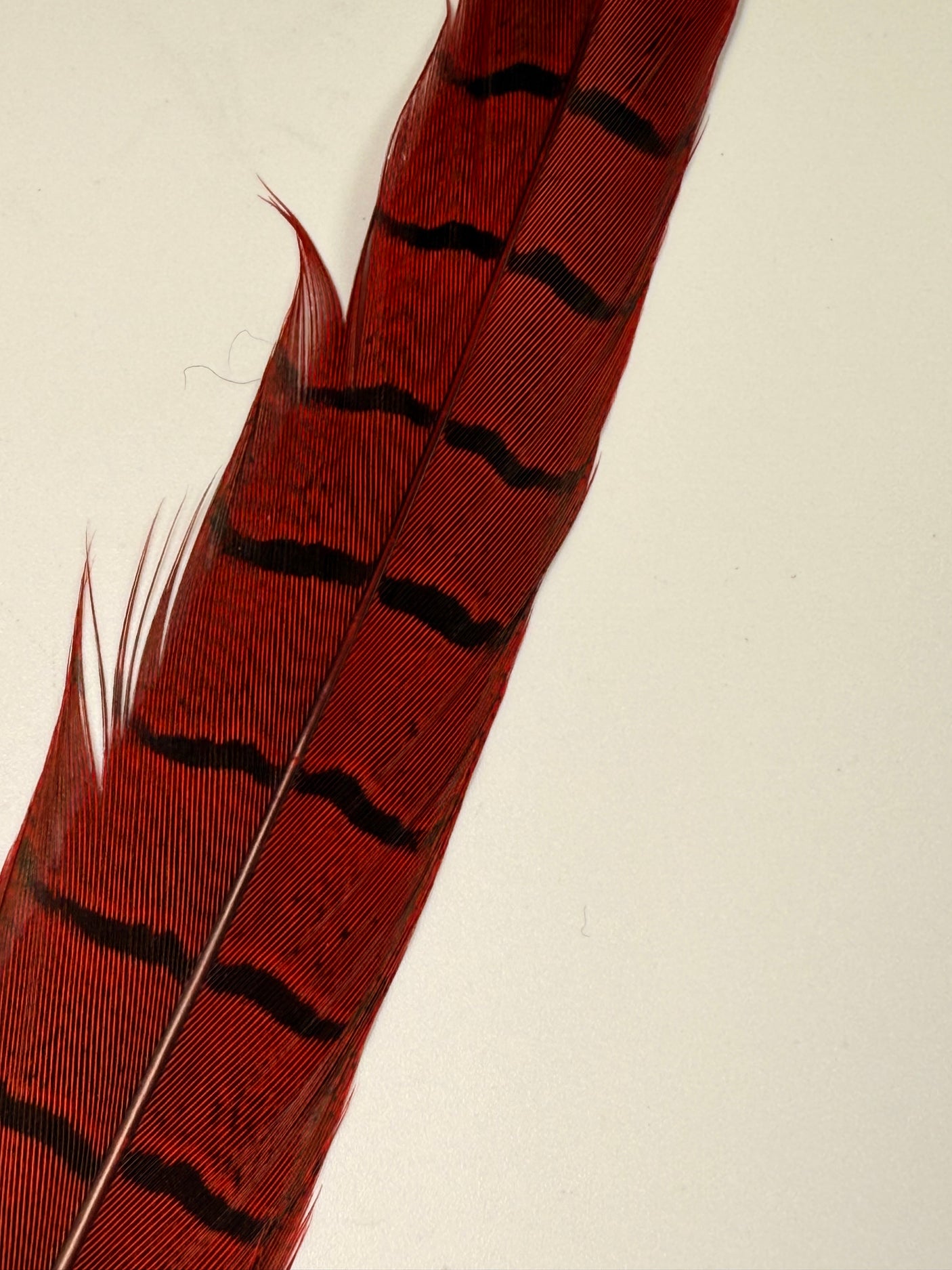 Ringneck Pheasant Center Tails