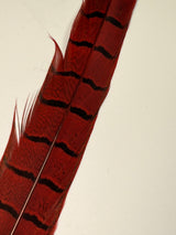 Ringneck Pheasant Center Tails
