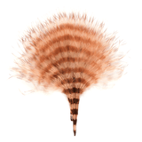 Barred Marabou