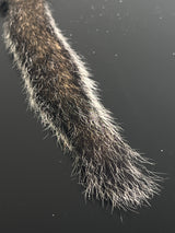 Squirrel Tail