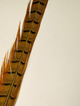 Ringneck Pheasant Center Tails
