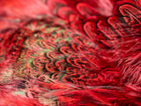 Ringneck Pheasant Skin Flourescent Red