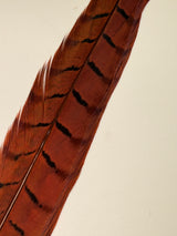 Ringneck Pheasant Center Tails