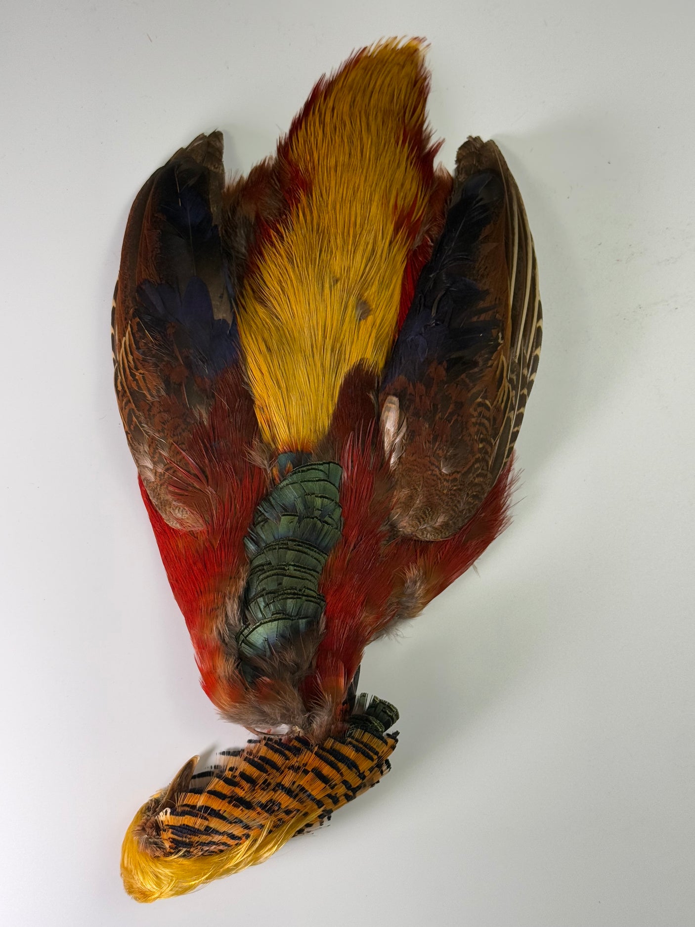 Golden Pheasant Skin with Head