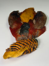 Golden Pheasant Skin with Head