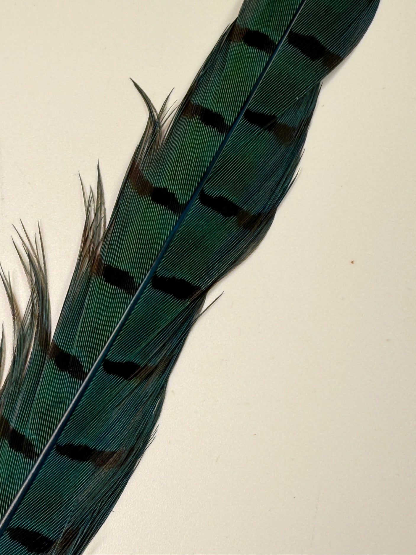Ringneck Pheasant Center Tails