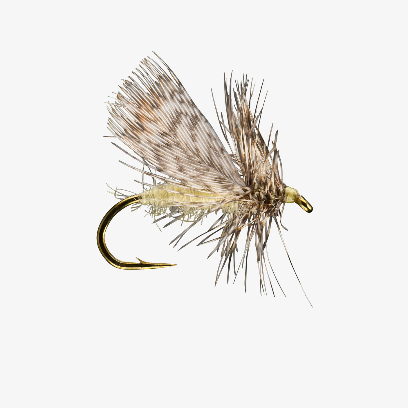 Spent Partridge Spruce Moth