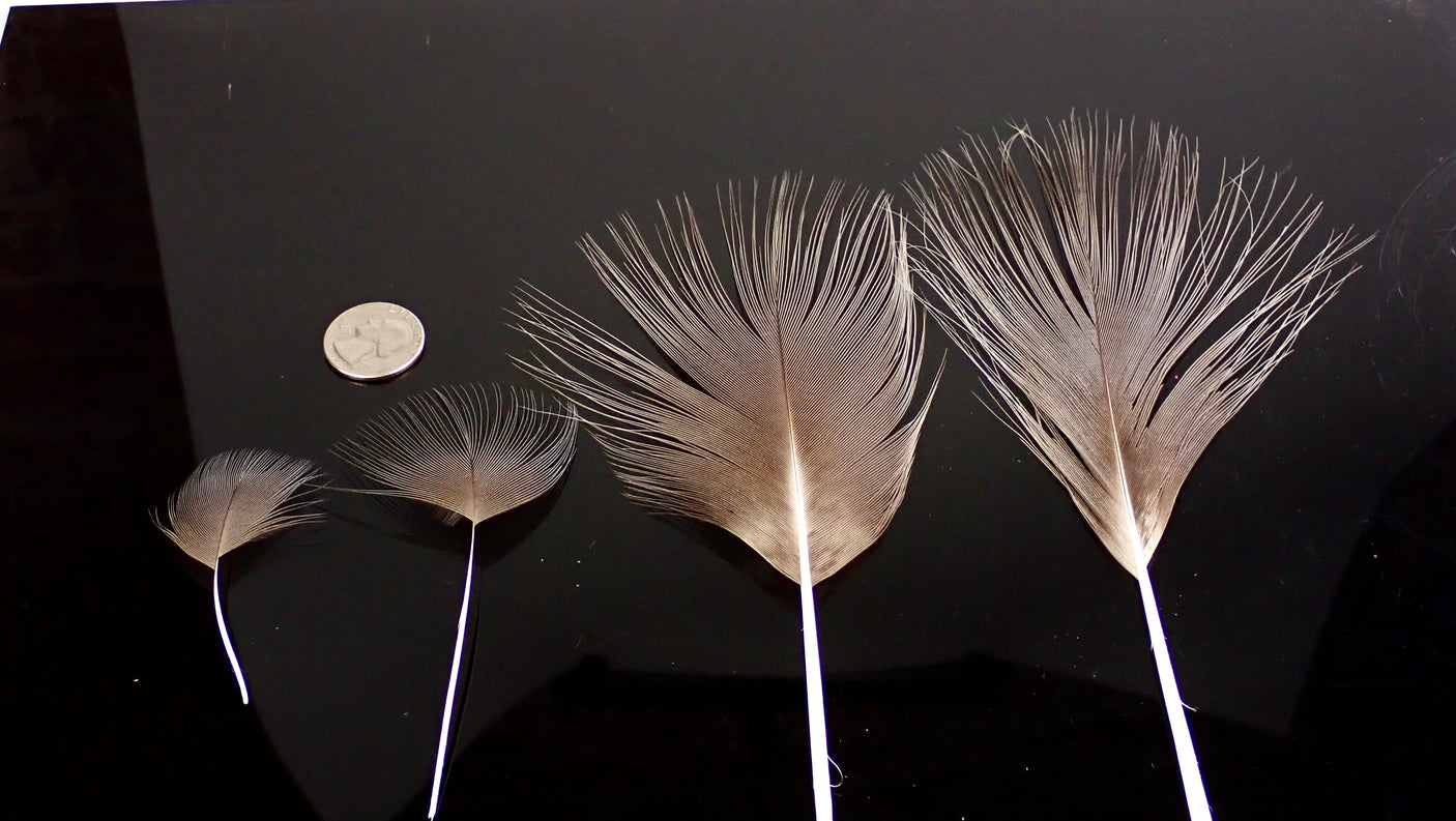 Blue Eared Pheasant Spey Hackle