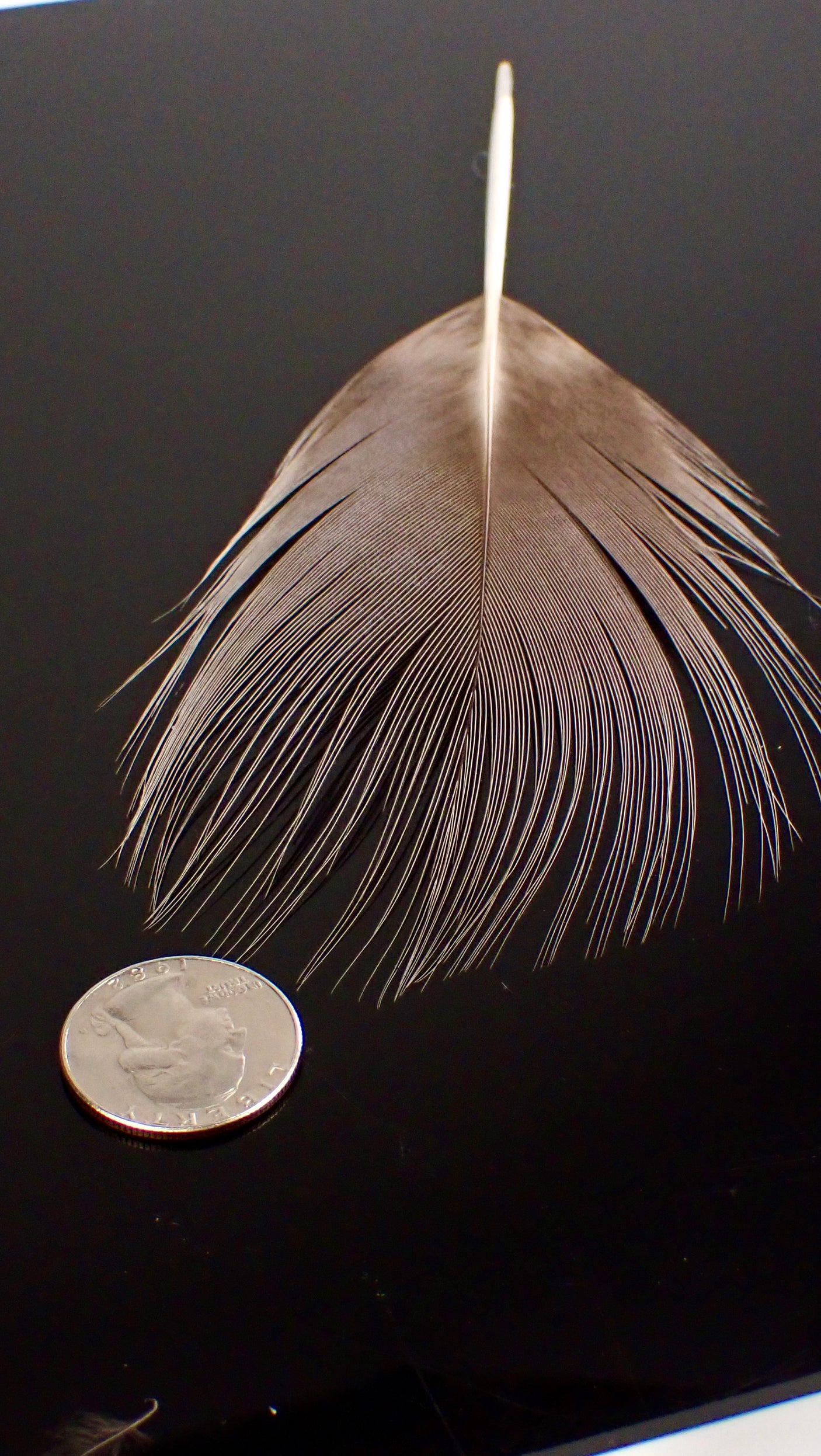 Blue Eared Pheasant Spey Hackle