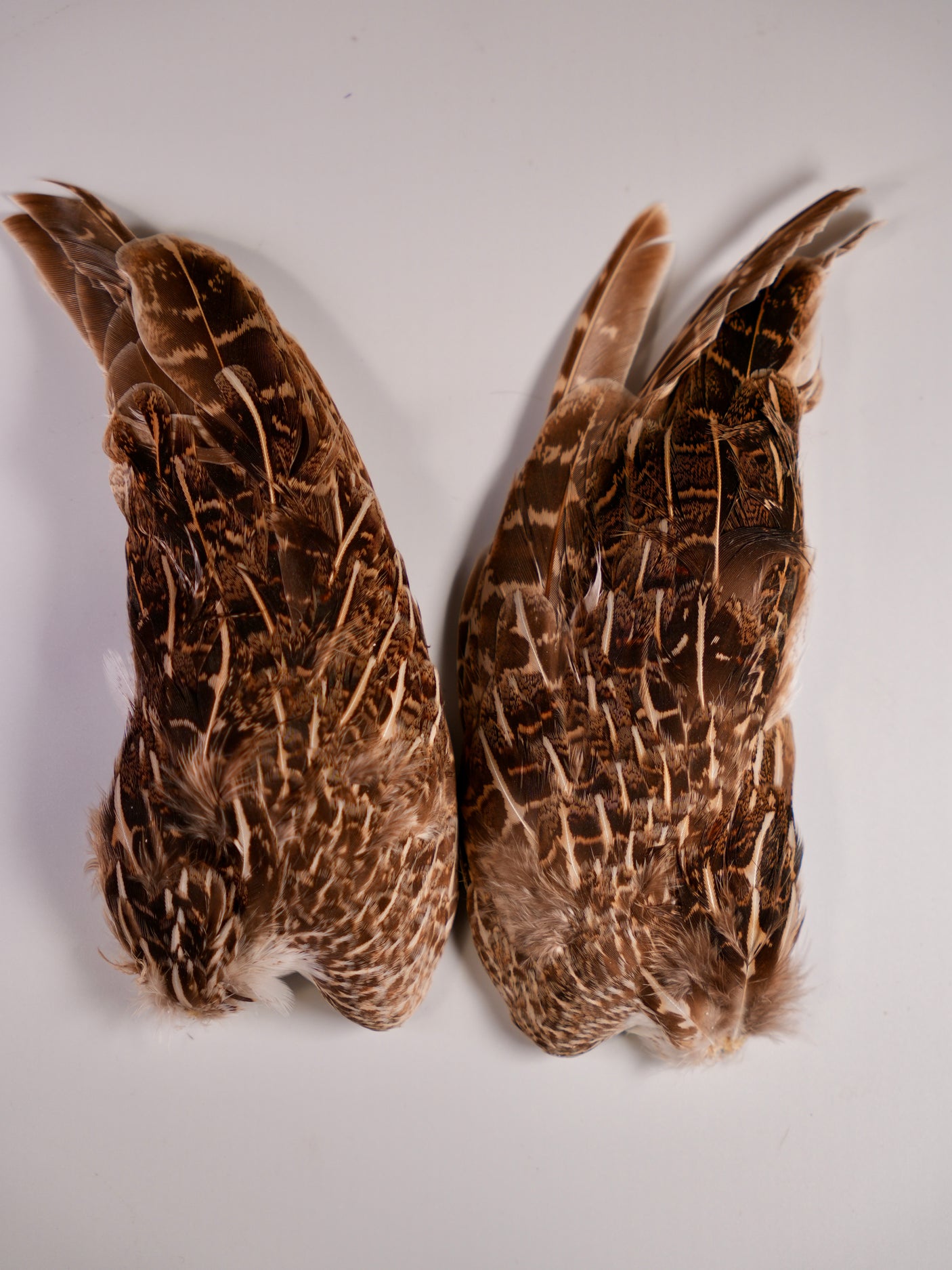 Hungarian Partridge Wing Pair