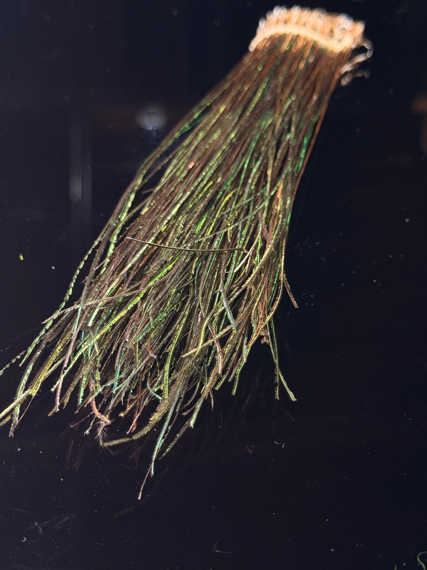 PEACOCK STRUNG HERL  Select 8" to 10"" -  1/8 oz."