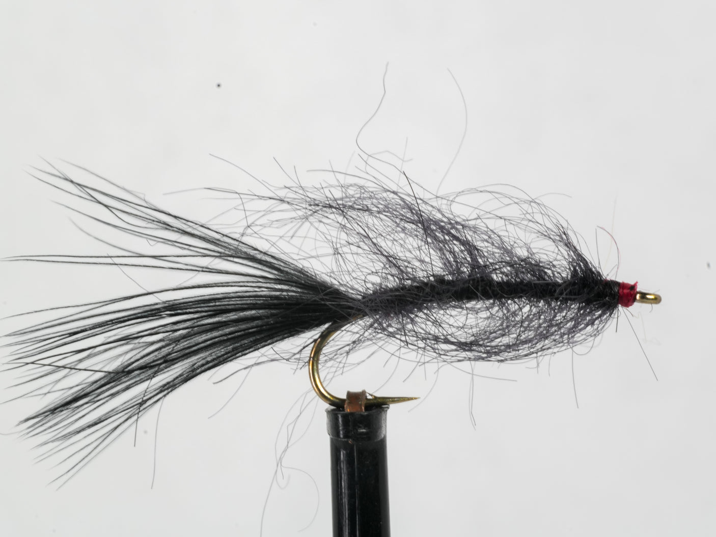 Hale Bopp Leech