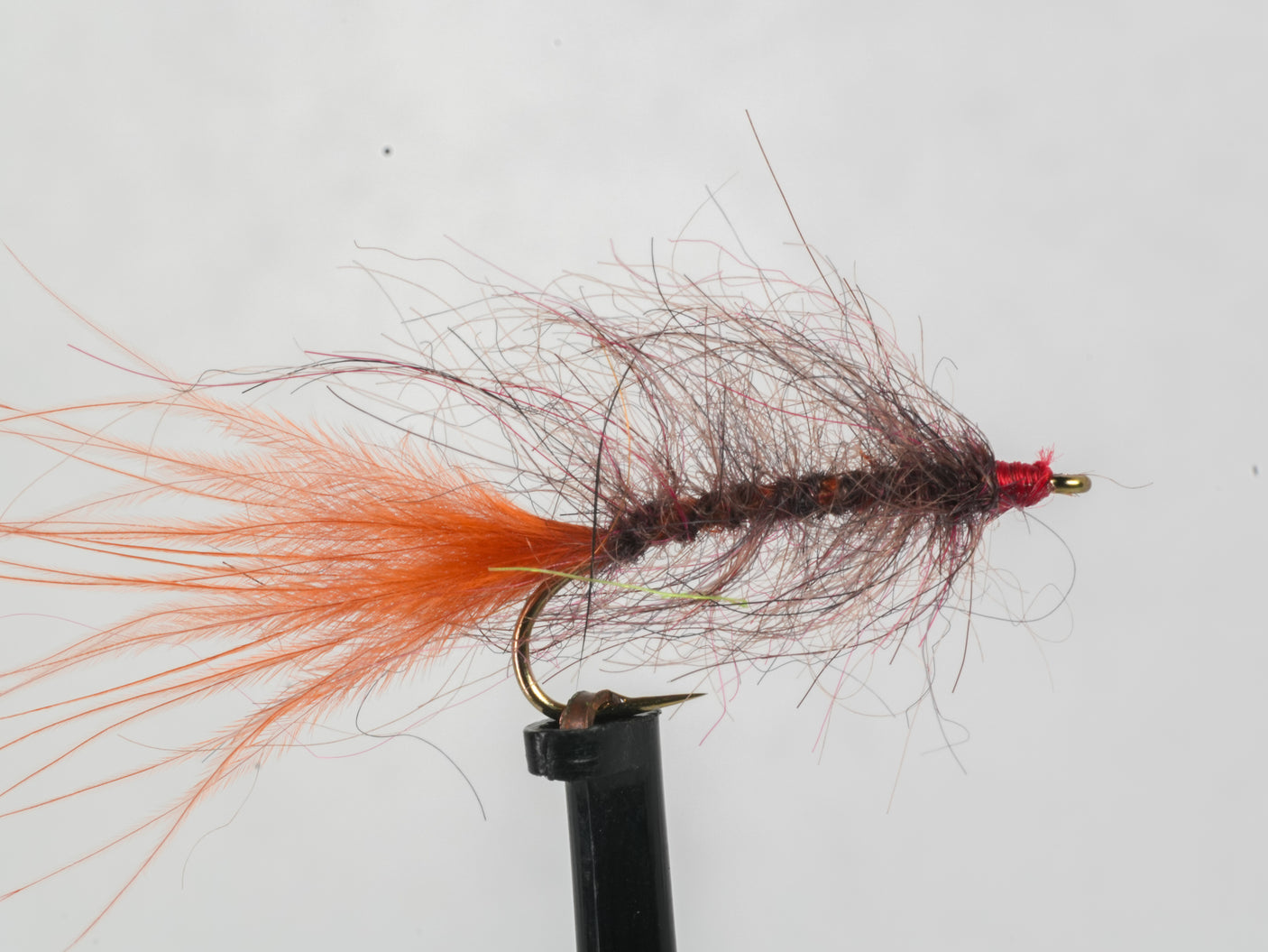 Hale Bopp Leech